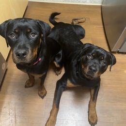 German Shepherd, Pembroke Welsh Corgi, and Rottweiler Puppies from Blitzenhaus Working Dogs
