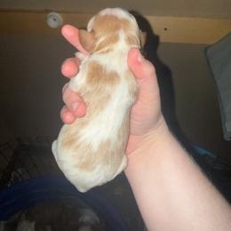 Girl 1 - Blenheim female Cavalier King Charles Spaniel puppy in Louisville, Kentucky from Royal Quin Cavaliers