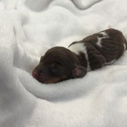 Dachshund and Pomeranian Puppies from AzDachshunds&poms