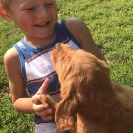 Golden Retriever Puppies from Mueller’s Furry Farm