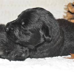 Female 2 - Black female German Shepherd puppy in New Jersey from Stahlhaus ( Previously Buffelbach Farmstead Shepherds)
