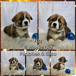 Fizz - Red male Pembroke Welsh Corgi puppy in Kiowa, Colorado from Cool Water Corgis LLC