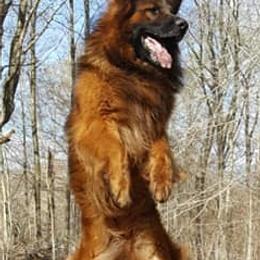 German Shepherds from ValentineKennels