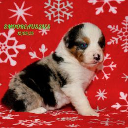 Blue Merle boy 1 - Blue merle male Australian Shepherd puppy in Douglas, Georgia from Smooreaussies