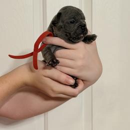 Red Collar - Blue female French Bulldog puppy in Jamestown, Kentucky from French Valley Miniature Goldendoodles & French Bulldogs