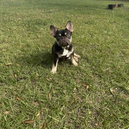 French Bulldog All Grown Up from TheBullzFoundation