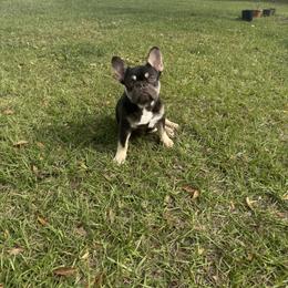 French Bulldog All Grown Up from TheBullzFoundation