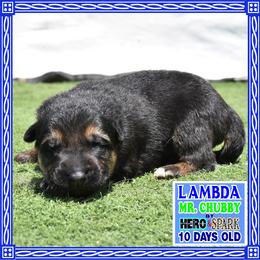 LAMBDA - Black and red male German Shepherd puppy in Murrieta, California from Diamond Oaks German Shepherds