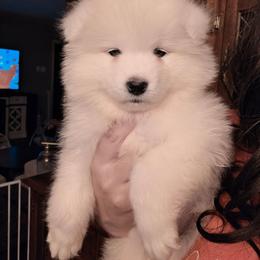 White - White female Samoyed puppy in San Antonio, Texas from Hill Country Samoyeds