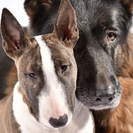 German Shepherds and Miniature Bull Terriers from Romp N' Run Ranch