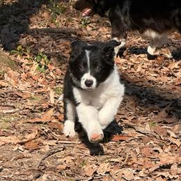 Ocho - Black and white male Border Collie puppy in Jonesboro, Arkansas from Hampton Border Collies