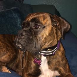 Boxer, Bulldog, and French Bulldog All Grown Up from Brattsbulldogs