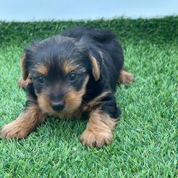 Brexton-1500 CKC - Black and tan male Yorkshire Terrier puppy in Douglas, Georgia from Heartland small breeds