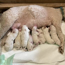 Lagotto Romagnolo puppies from 1880 Lagotto