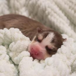 Ophelia - Red and white female Siberian Husky puppy in Bly, Oregon from Hill Top Huskies