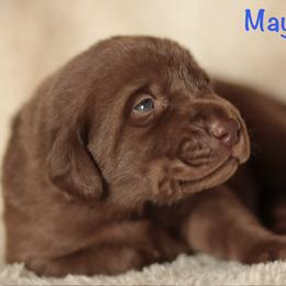 Green collar - Chocolate male Labrador Retriever puppy in Wallace, North Carolina from Maya's World Labradors with Love
