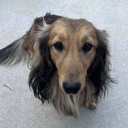 Rigby - Dachshund
