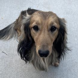 Rigby - Dachshund