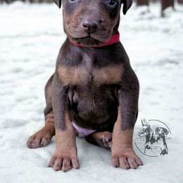 Red Male Red Collar - Red and rust male Doberman Pinscher puppy in Spencer, Indiana from Jackson's Dobermans
