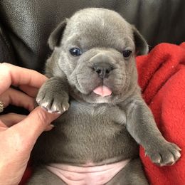 French Bulldog Puppies from Roughneck Frenchies