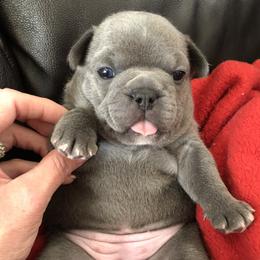 French Bulldog Puppies from Roughneck Frenchies