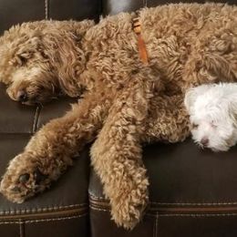 Cockapoo and Goldendoodle All Grown Up from Jolidoodles