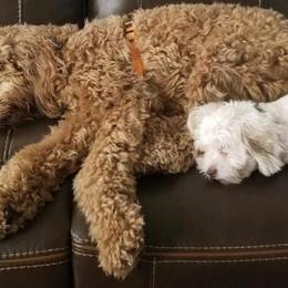 Cockapoo and Goldendoodle All Grown Up from Jolidoodles