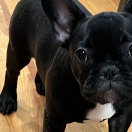 French Bulldogs from Fendi Frenchies