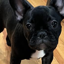 French Bulldogs from Fendi Frenchies