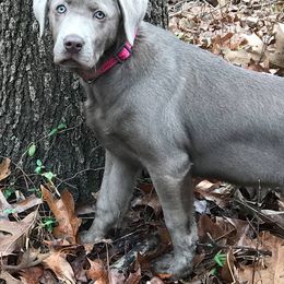 Dilute Retriever All Grown Up from Crowley’s Ridge Silver Labs