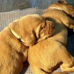 Labrador Retriever Puppies from West Wind Farm’s Labradors & Livery