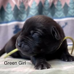 Green Girl - Black female Labrador Retriever puppy in Lincoln, Nebraska from Labrador Retriever Breedings