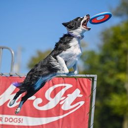 Border Collies from Starfall Border Collies