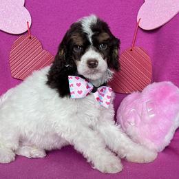 Akc Marshmallow - Parti male Poodle puppy in Overbrook, Kansas from Hidden Springs Poodles LLC