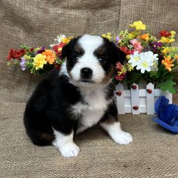 Black Tri Male One - Black tri male Miniature American Shepherd puppy in Cowlitz County, Washington from Pleasant Woods Miniature American Shepherds