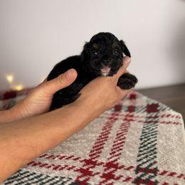 Elf - Black tri-color male Aussiedoodle puppy in Sweetwater, Florida from Sandy Snout Doodles