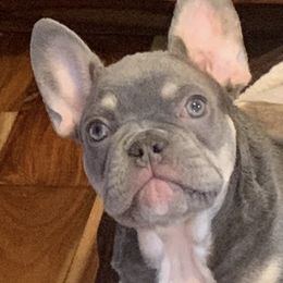 Boston Terriers and French Bulldogs from Dubes Prestige Bostonss