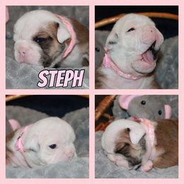 Steph - Red and white Bulldog puppy in Lake, Mississippi from MS Magnolia Bulldogs