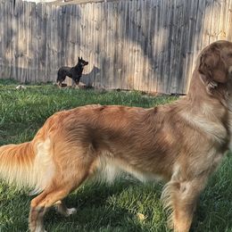 Golden Retrievers from Hidden Groves Goldens