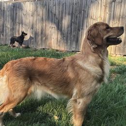 Golden Retrievers from Hidden Groves Goldens