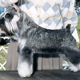 Havanese and Miniature Schnauzer All Grown Up from Maplecreek