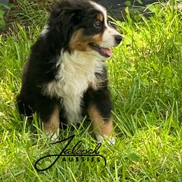 Holly - Black tri female Toy Australian Shepherd puppy in Lumberton, Mississippi from Talowah Aussies