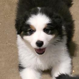 Marshall - Black tri-color male Australian Shepherd puppy in Red Oak, Texas from Wildwing Aussies