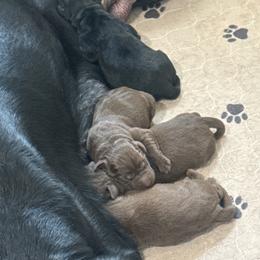 Black Male - Black male Labrador Retriever puppy in Boise, Idaho from Wings of Freedom Retrievers and Malinois