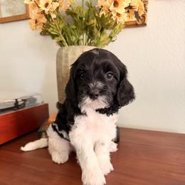 Pochacco (Oki and Cooper's Japanese Character Litter) - Black and white male Cavapoo puppy in Pleasant Grove, Utah from Destination Doodles