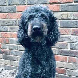 China  - Poodle