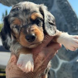 Oliver - Dapple male Dachshund puppy in Largo, Florida from DeJohn