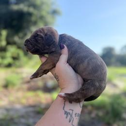 Parmasian - Chocolate brindle female Great Dane puppy in Lehigh Acres, Florida from Florida Wrinkles