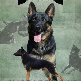 Cliff  - German Shepherd