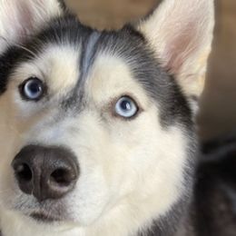 Siberian Huskies from Royal Husky’s